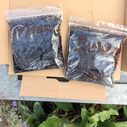 Two plastic bags containing live worms
