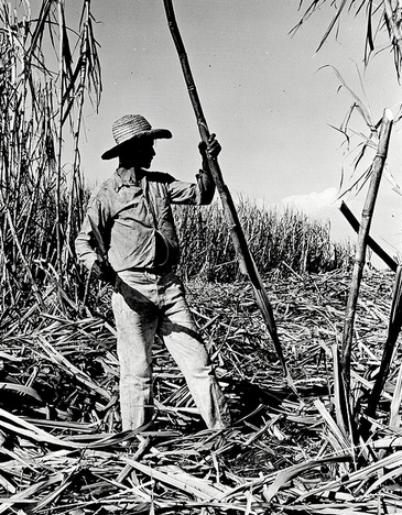 Man harvests sugar cane in Cuba (Library of Congress Photo Library)