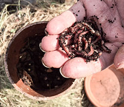 compost worms in a hand